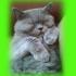 Profile picture for user Meg